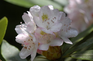 Piedmont rhododendron flowers and foliage